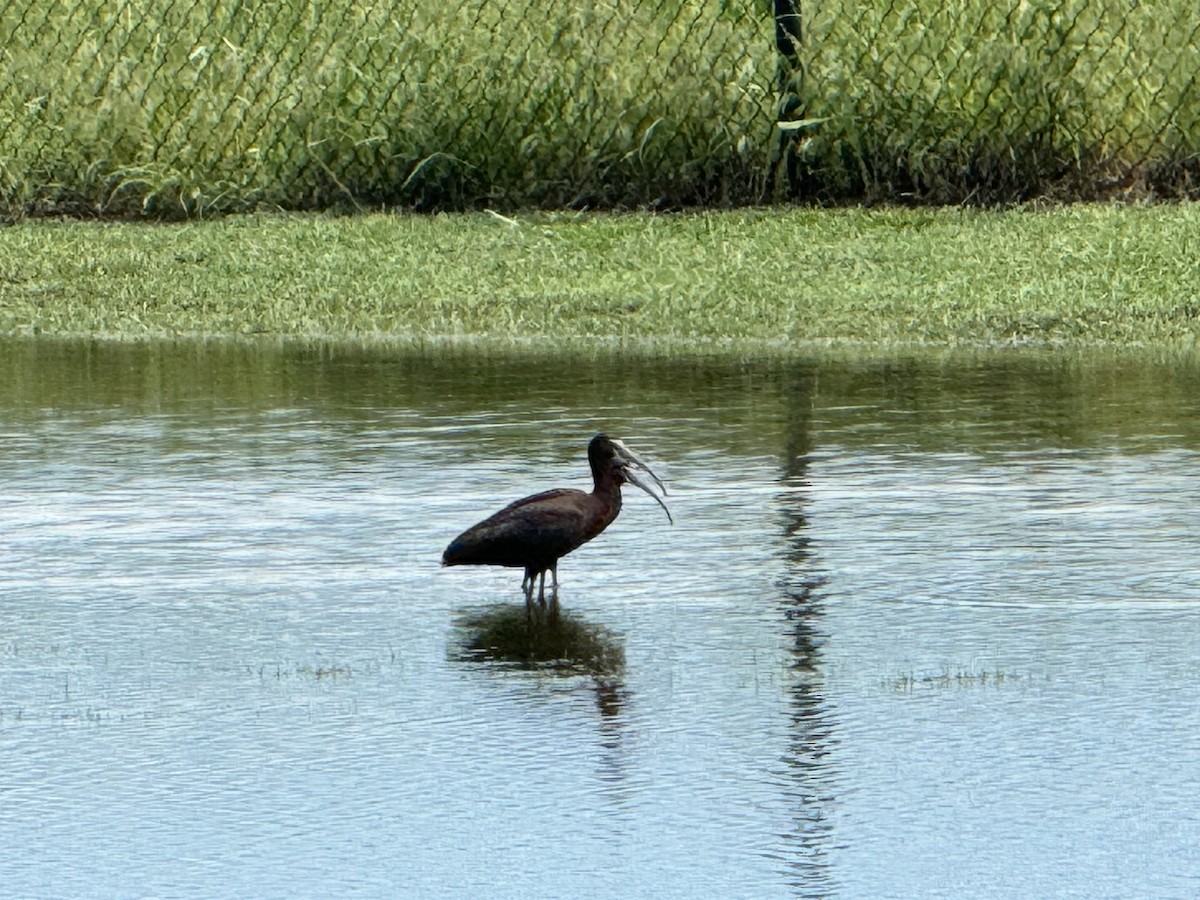 White-faced Ibis - Julie Miller-Cribbs