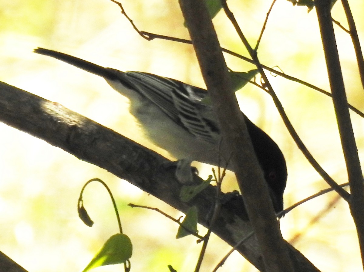 Black-backed Puffback - Clare Mateke