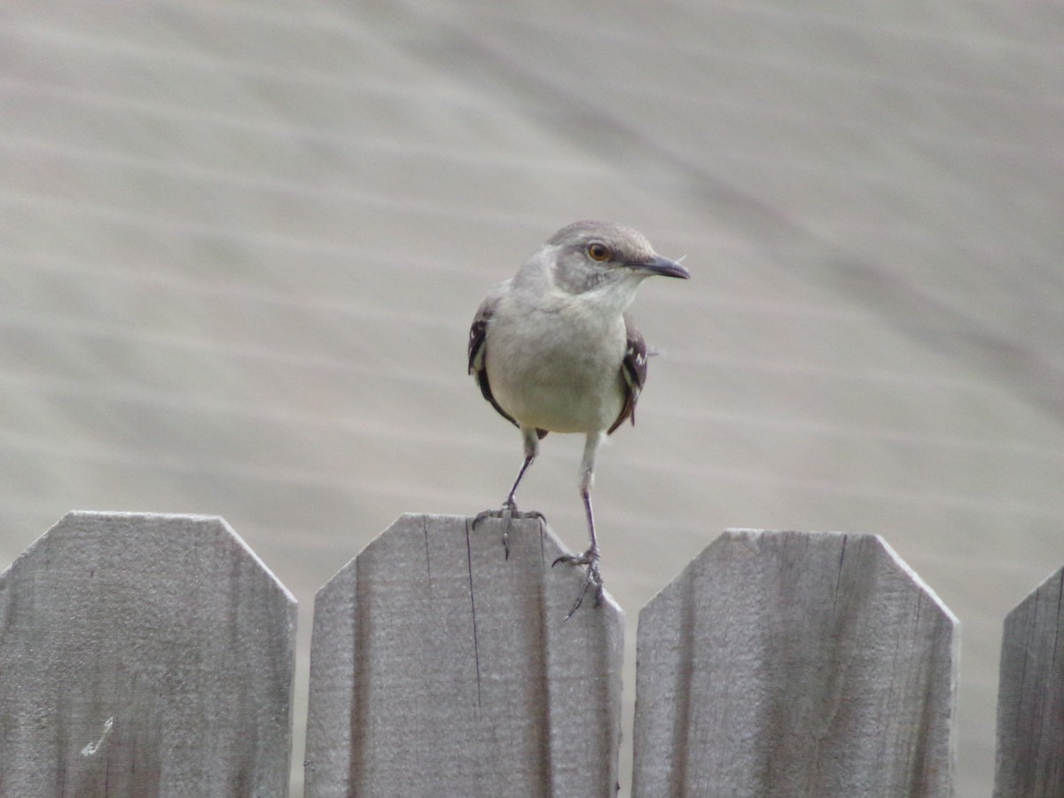 Northern Mockingbird - Texas Bird Family