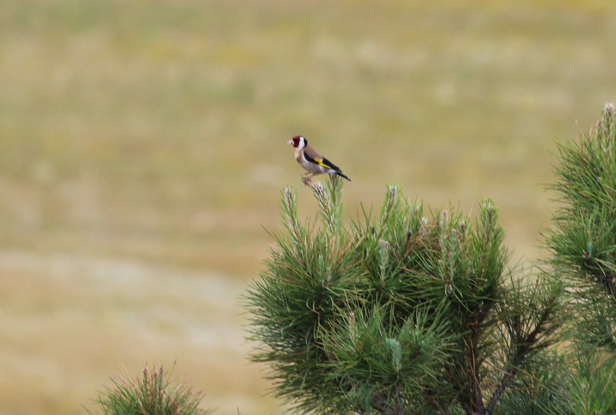 European Goldfinch - ML618279864