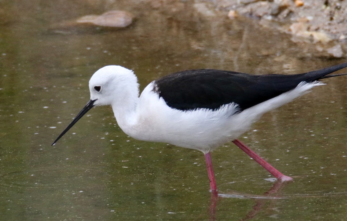 Black-winged Stilt - Dimitris  Kokkinidis