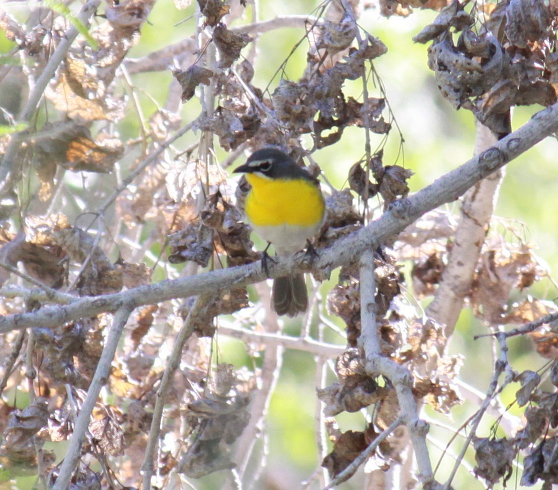 Yellow-breasted Chat - Larry Bennett