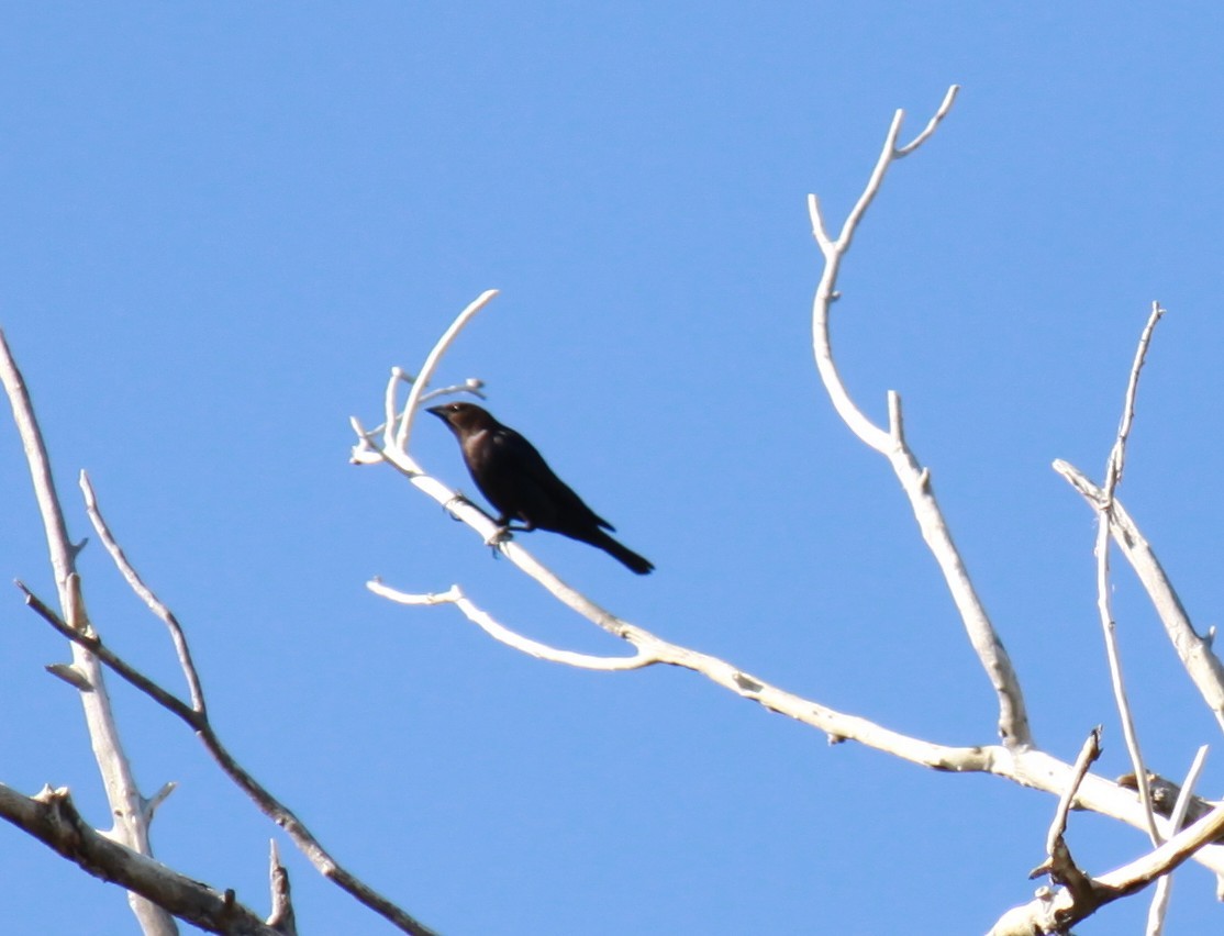 Brown-headed Cowbird - Larry Bennett