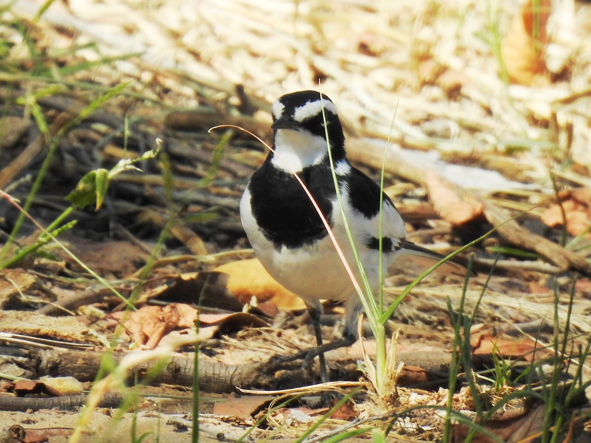 African Pied Wagtail - ML618279901