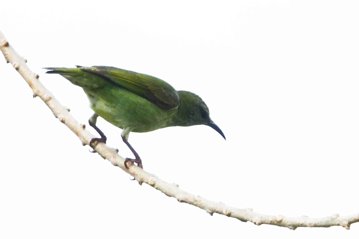 Red-legged Honeycreeper - Kathy Doddridge