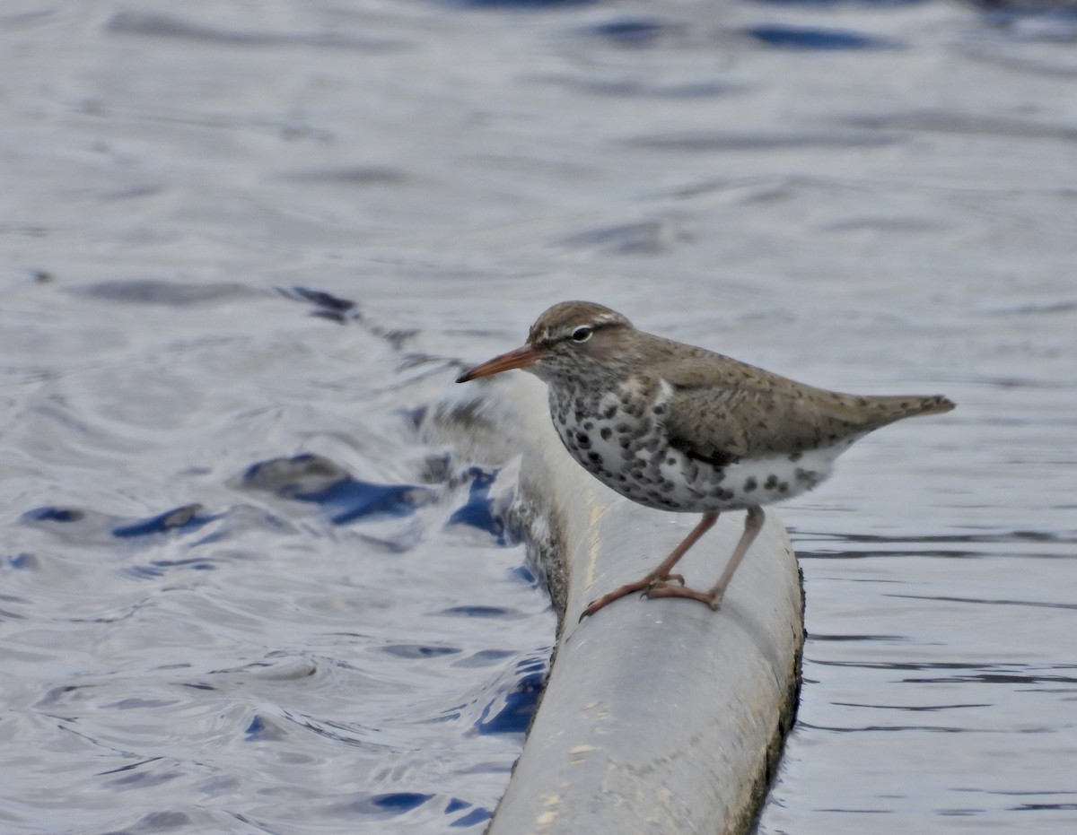 Spotted Sandpiper - Martha Cartwright