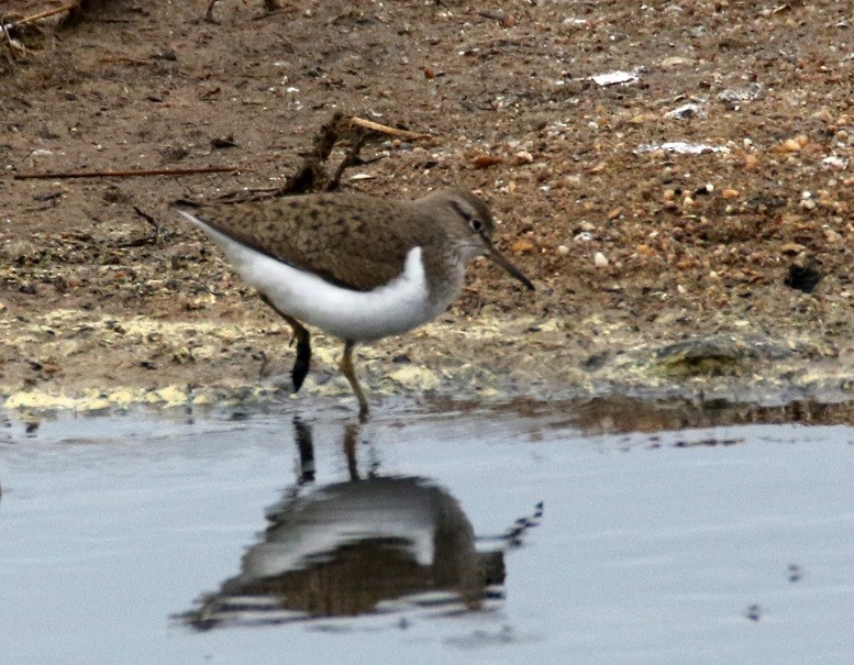 Common Sandpiper - Dimitris  Kokkinidis