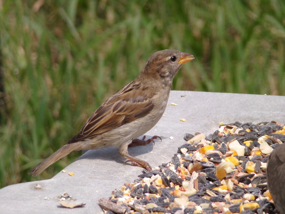 House Sparrow - Texas Bird Family