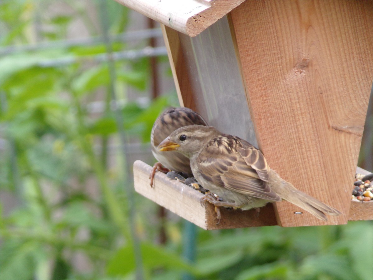 House Sparrow - Texas Bird Family