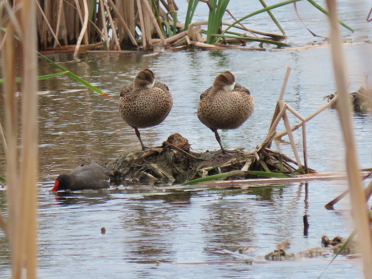 White-cheeked Pintail - ML618279921