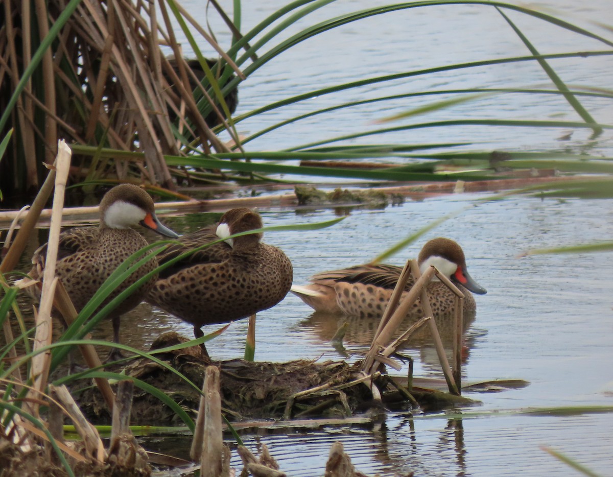 White-cheeked Pintail - ML618279928