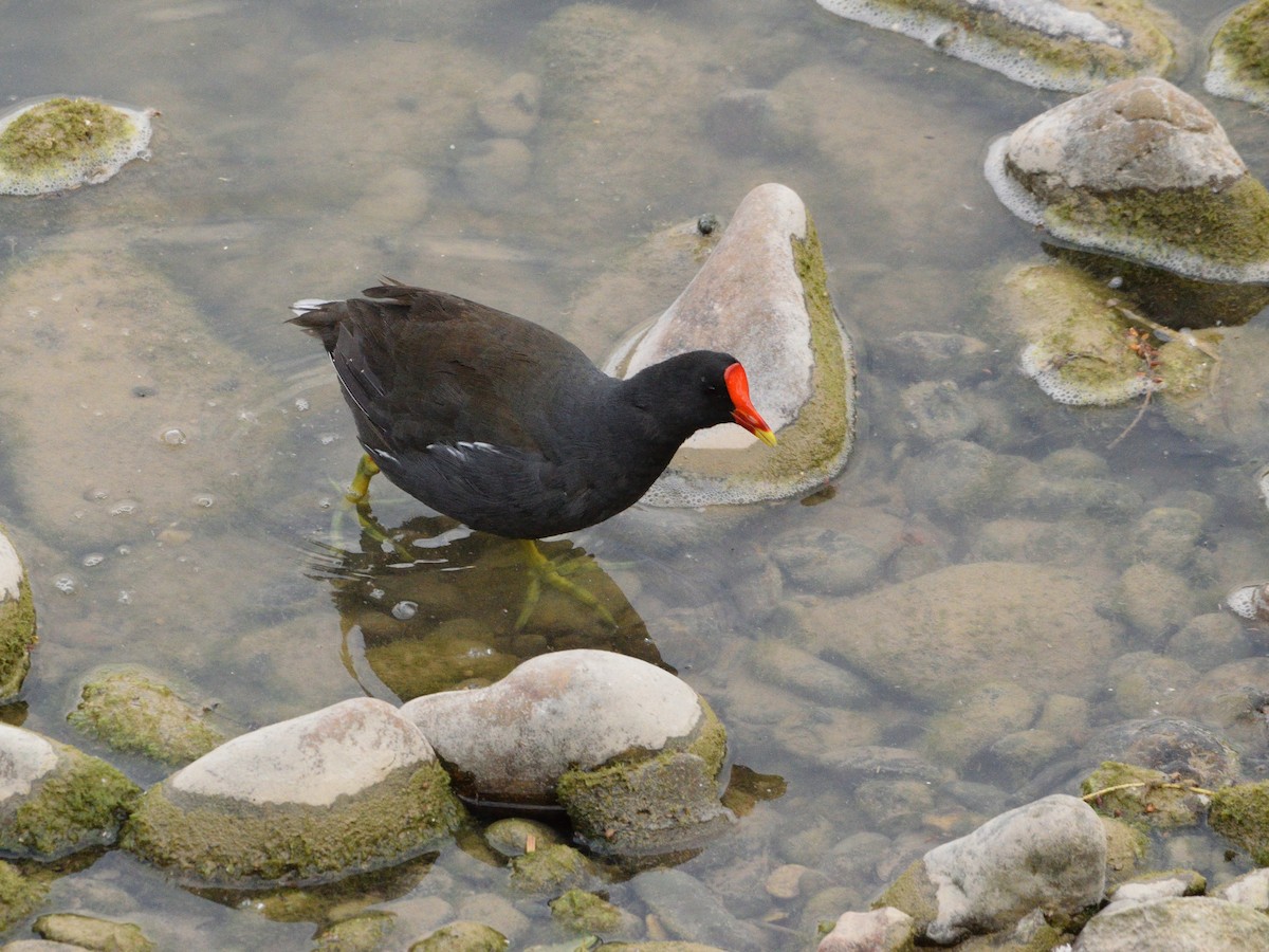 Eurasian Moorhen - Andrés Turrado Ubón