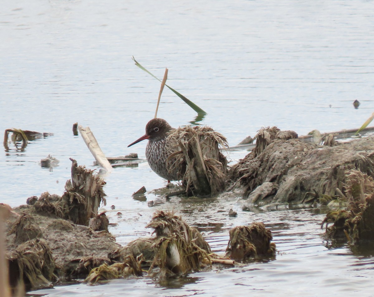 Common Redshank - Andrés Balfagón Sarrión