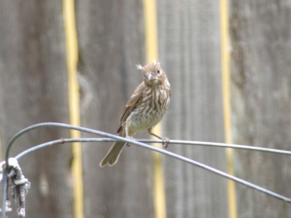 House Finch - Texas Bird Family