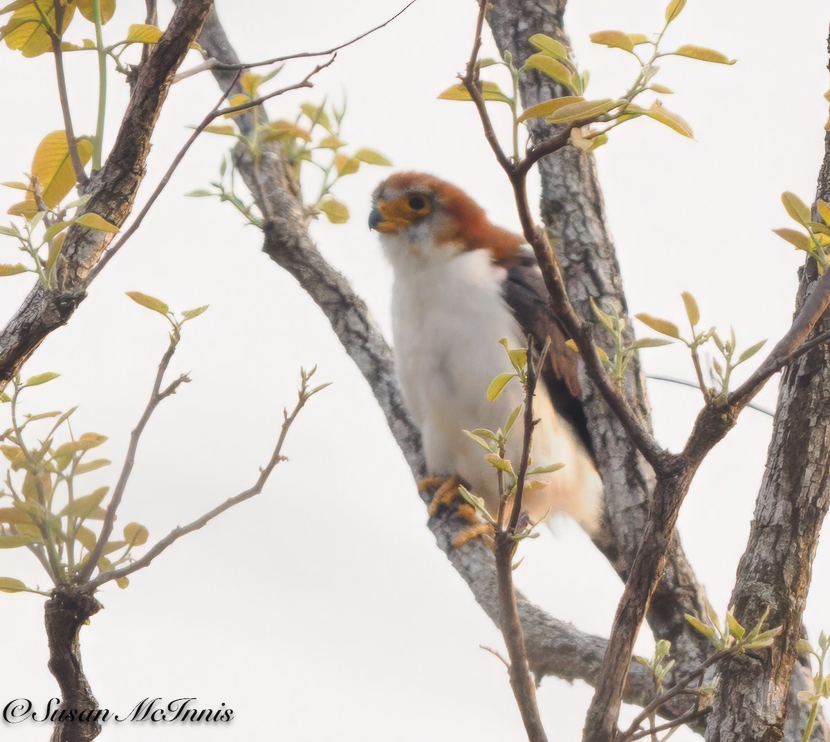 White-rumped Falcon - Susan Mac