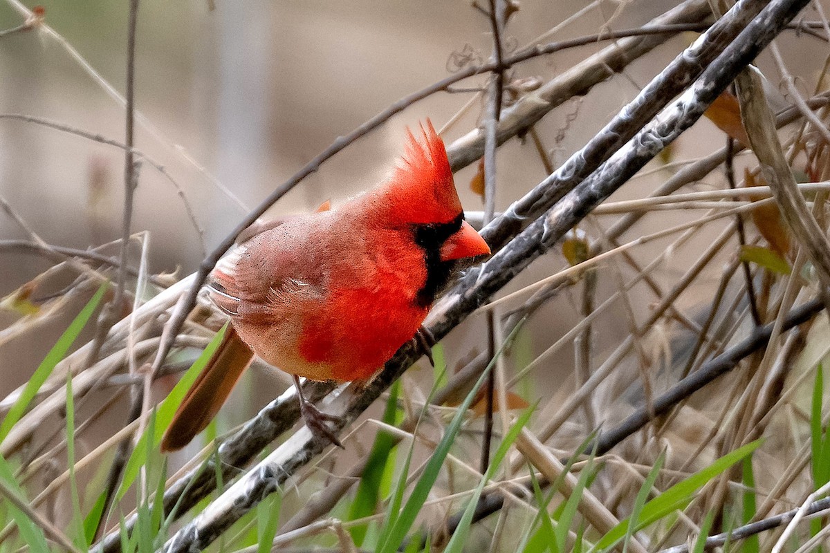 Northern Cardinal - Richard Stern