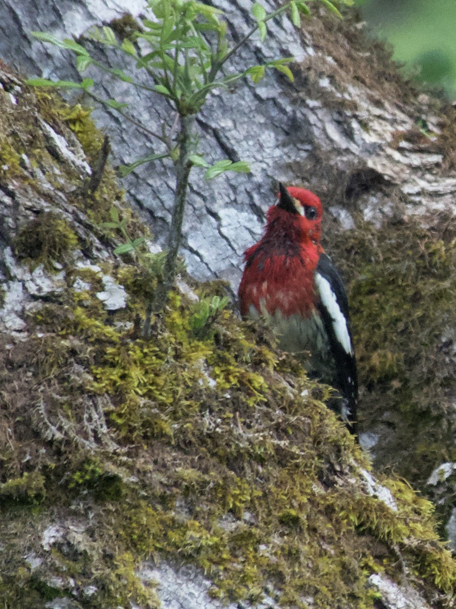 Red-breasted Sapsucker - ML618279997
