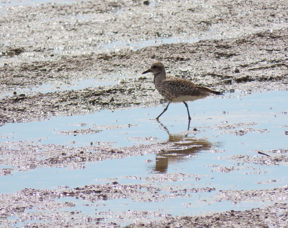 Black-bellied Plover - Andrés Balfagón Sarrión