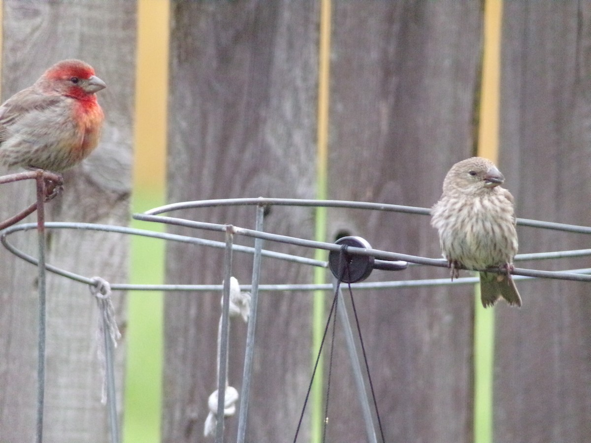 House Finch - Texas Bird Family