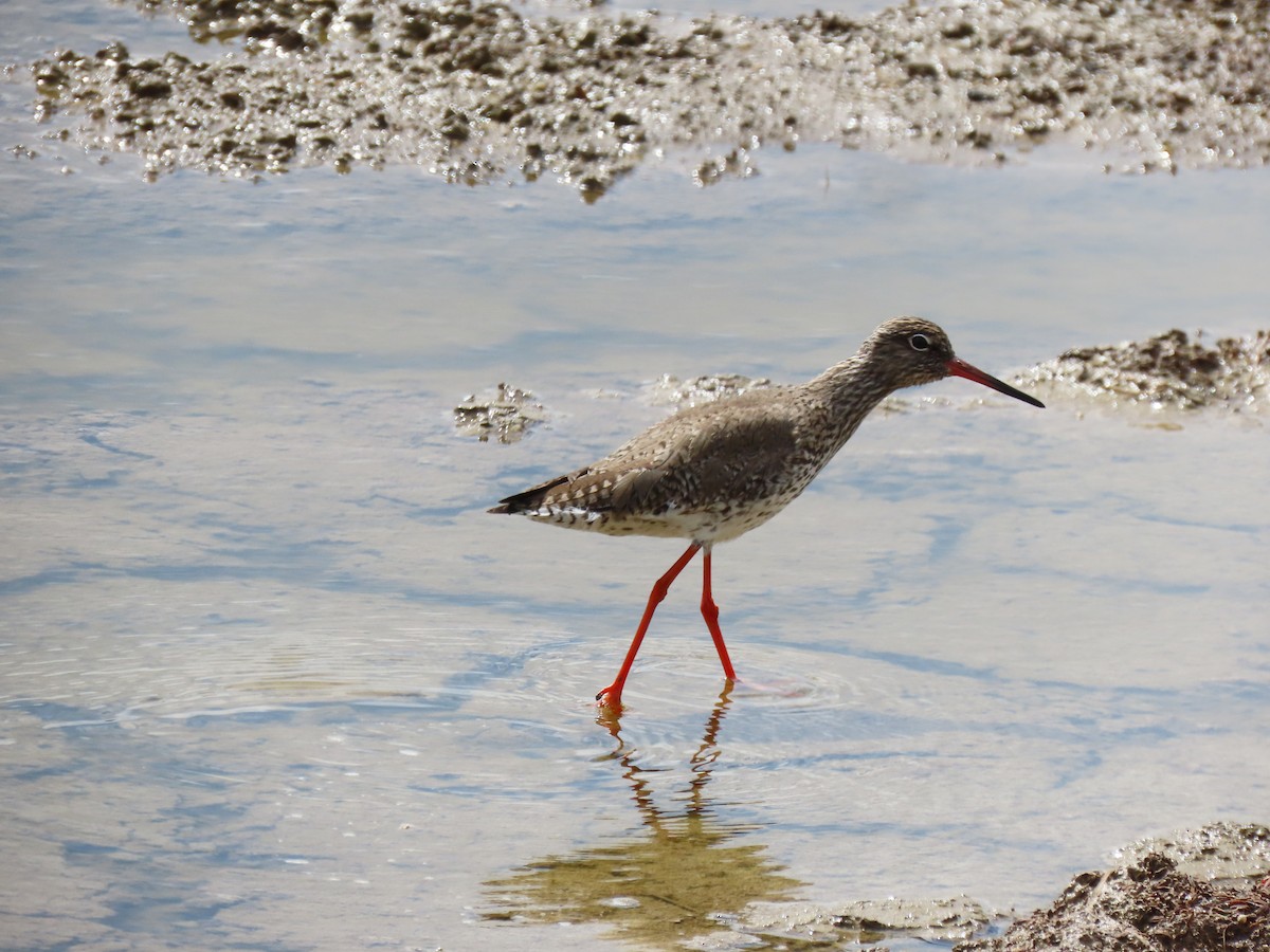 Common Redshank - Andrés Balfagón Sarrión