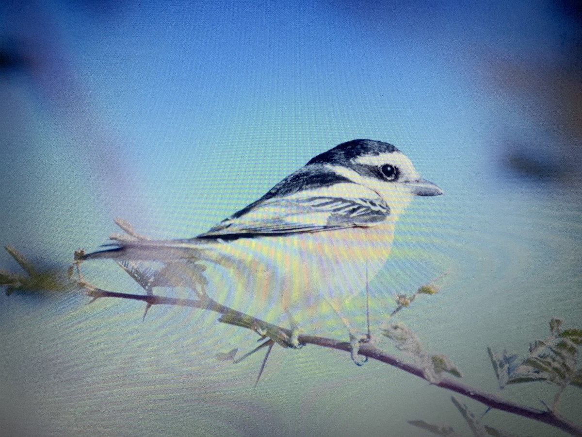 Masked Shrike - Mahmoud Elshamy