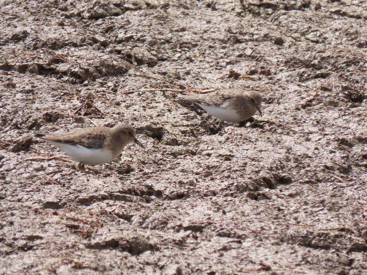 Temminck's Stint - ML618280065