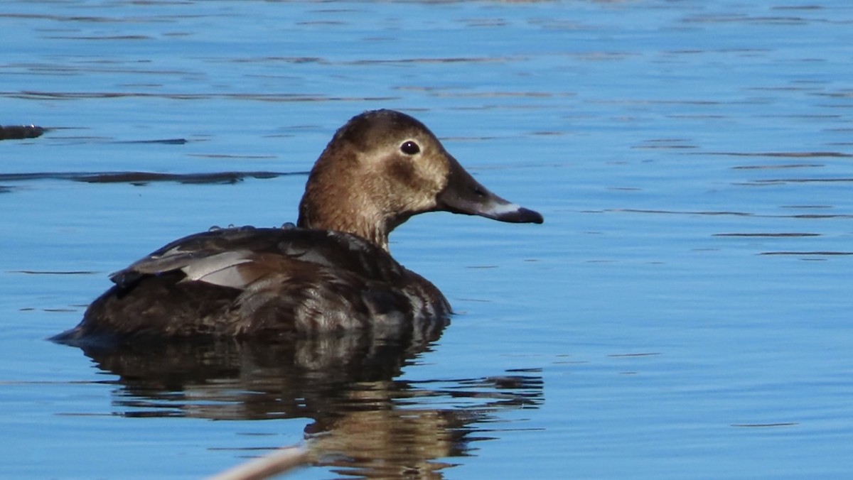 Common Pochard - Erkki Lehtovirta