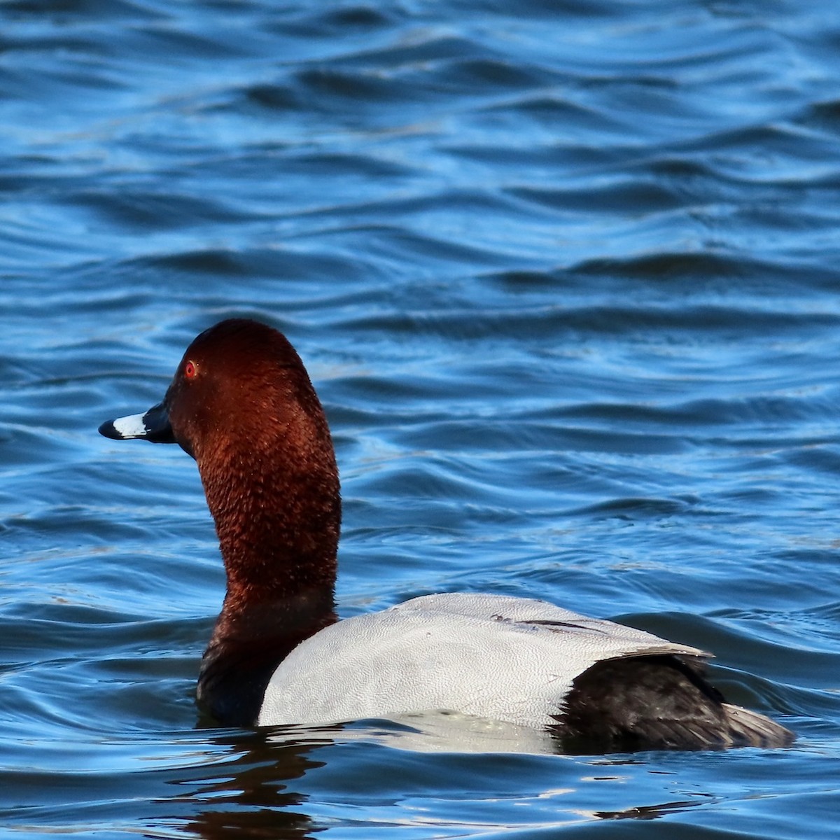 Common Pochard - Erkki Lehtovirta