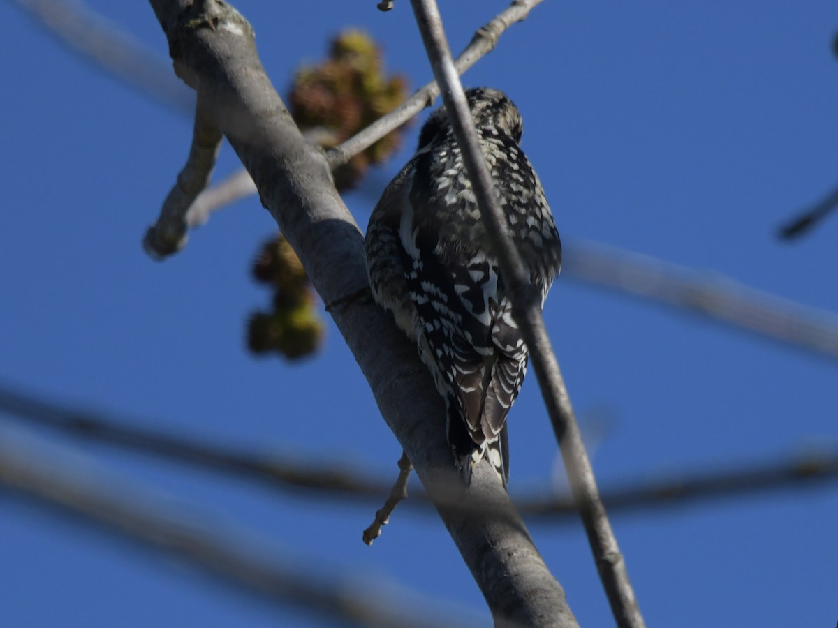 Yellow-bellied Sapsucker - David Drews