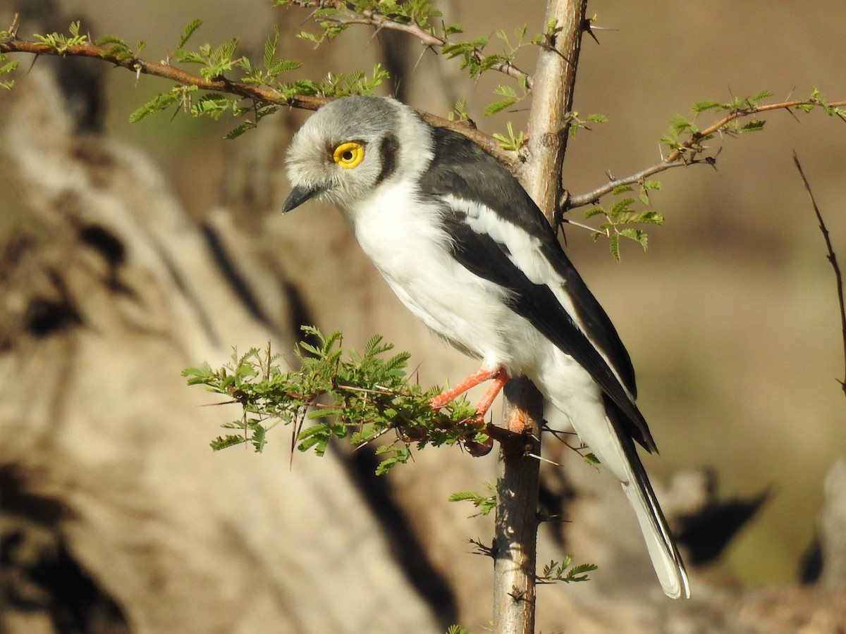 White Helmetshrike - ML618280123