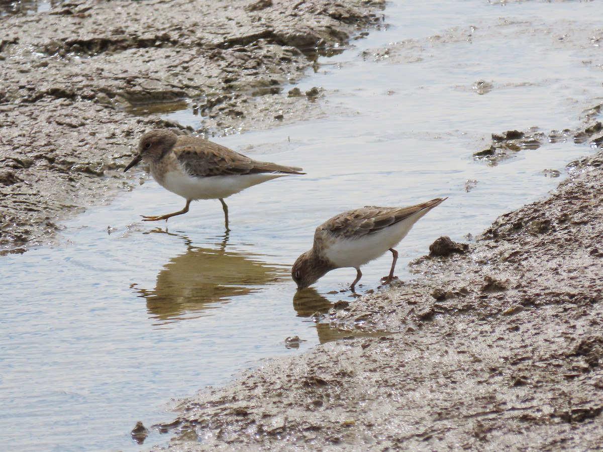 Temminckstrandläufer - ML618280137