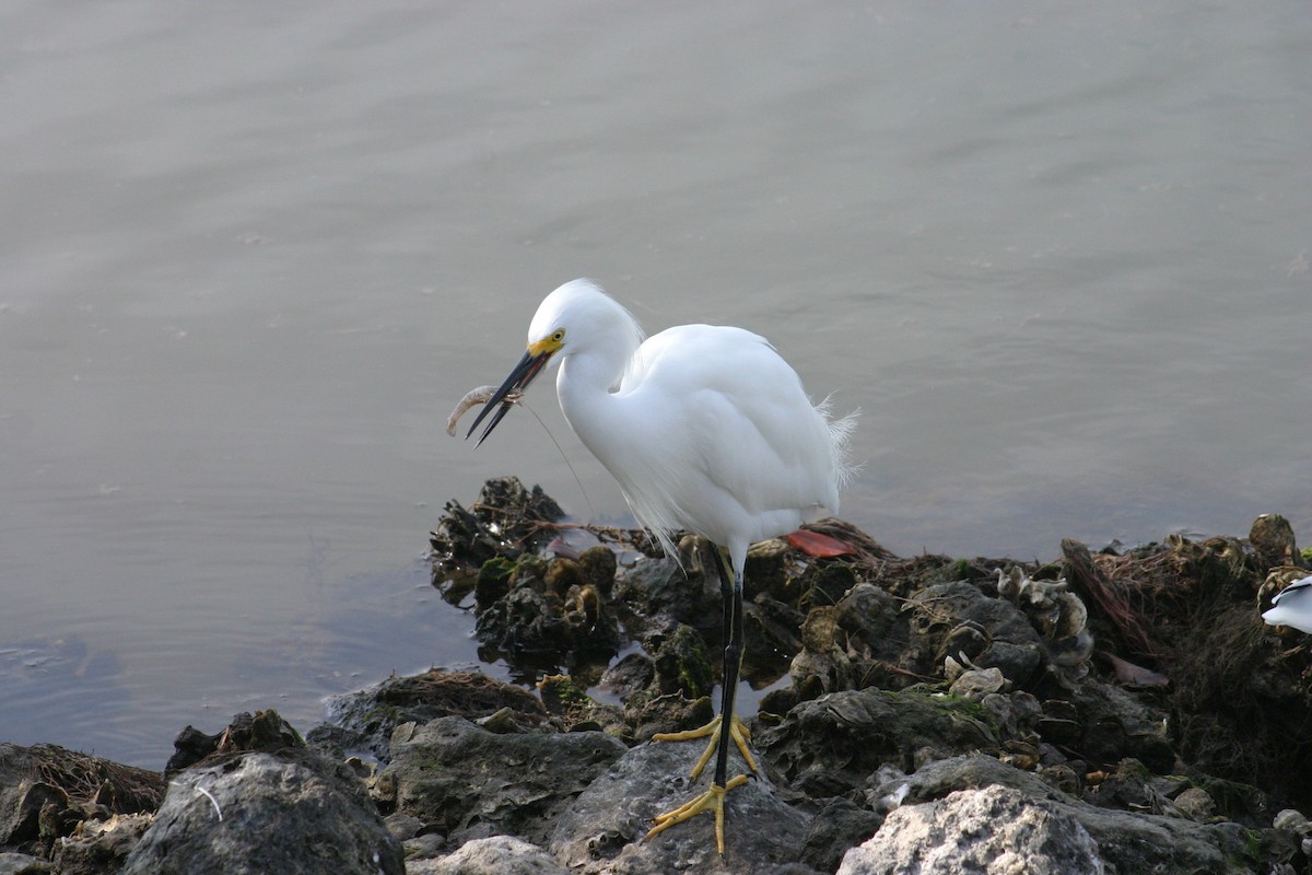 Snowy Egret - Sylvie Vanier🦩