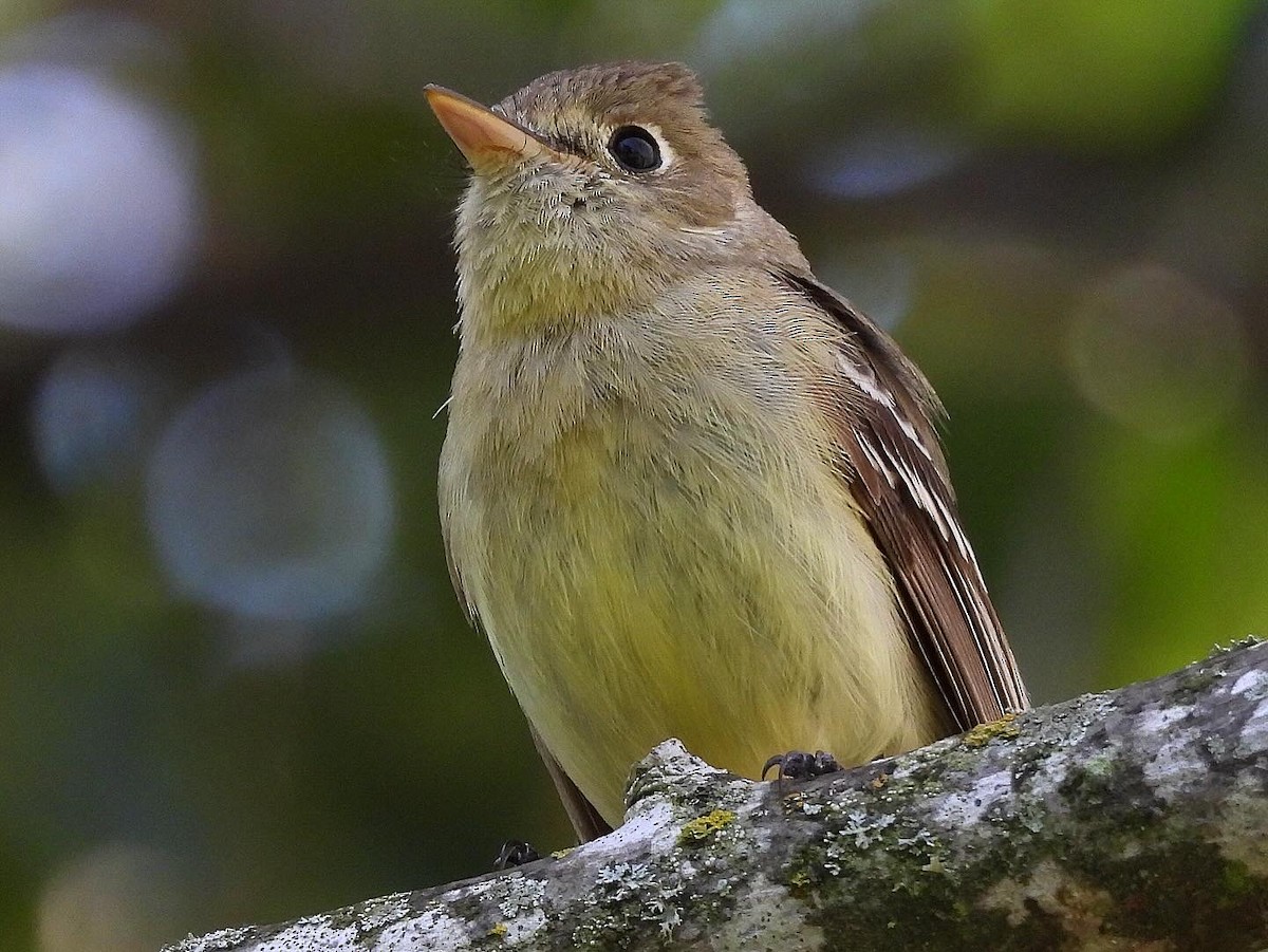 Western Flycatcher (Pacific-slope) - ML618280164