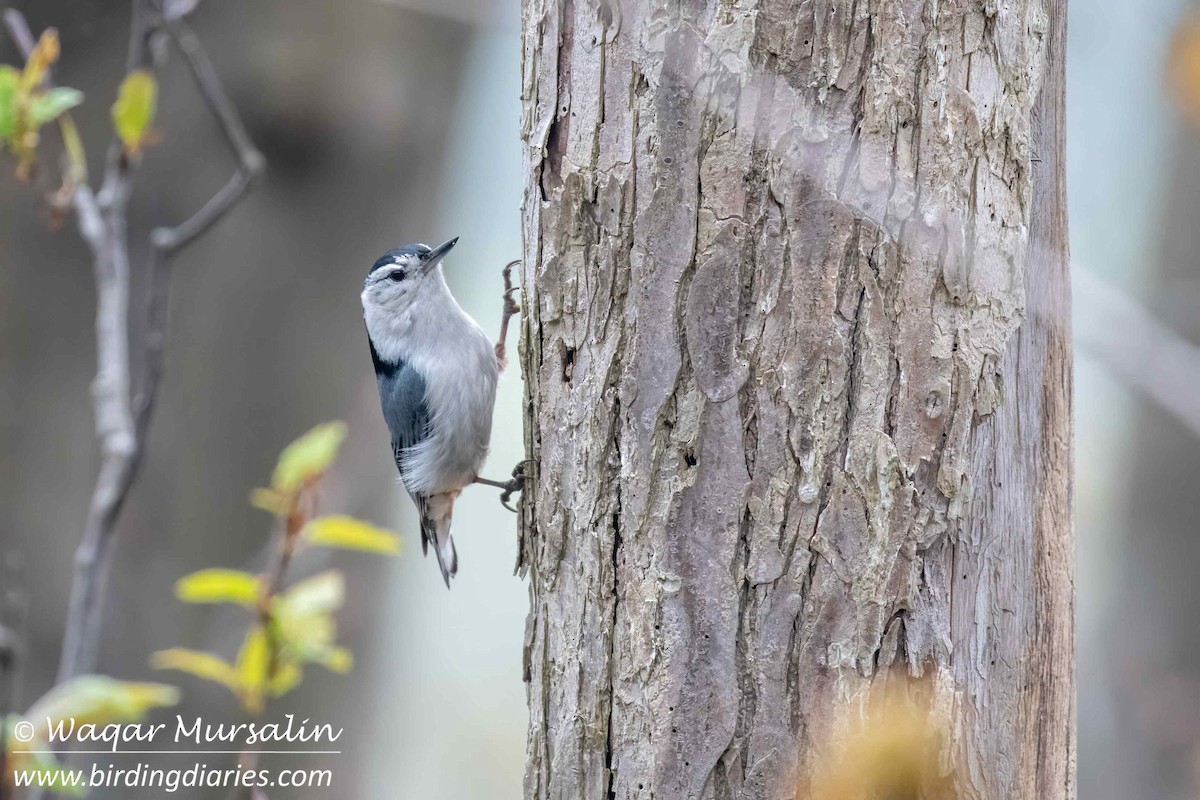 White-breasted Nuthatch (Eastern) - Waqar Mursalin