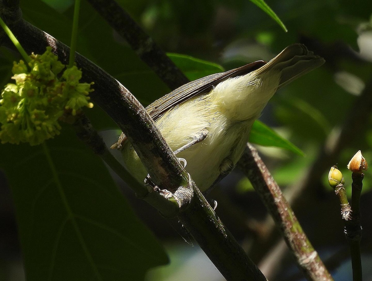 Warbling Vireo - Nick & Jane