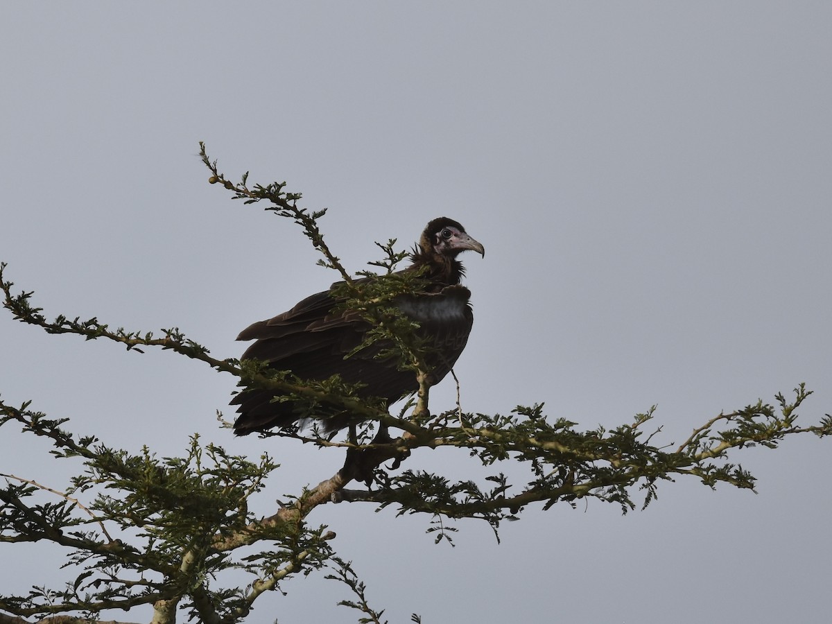 Hooded Vulture - Shirley Bobier