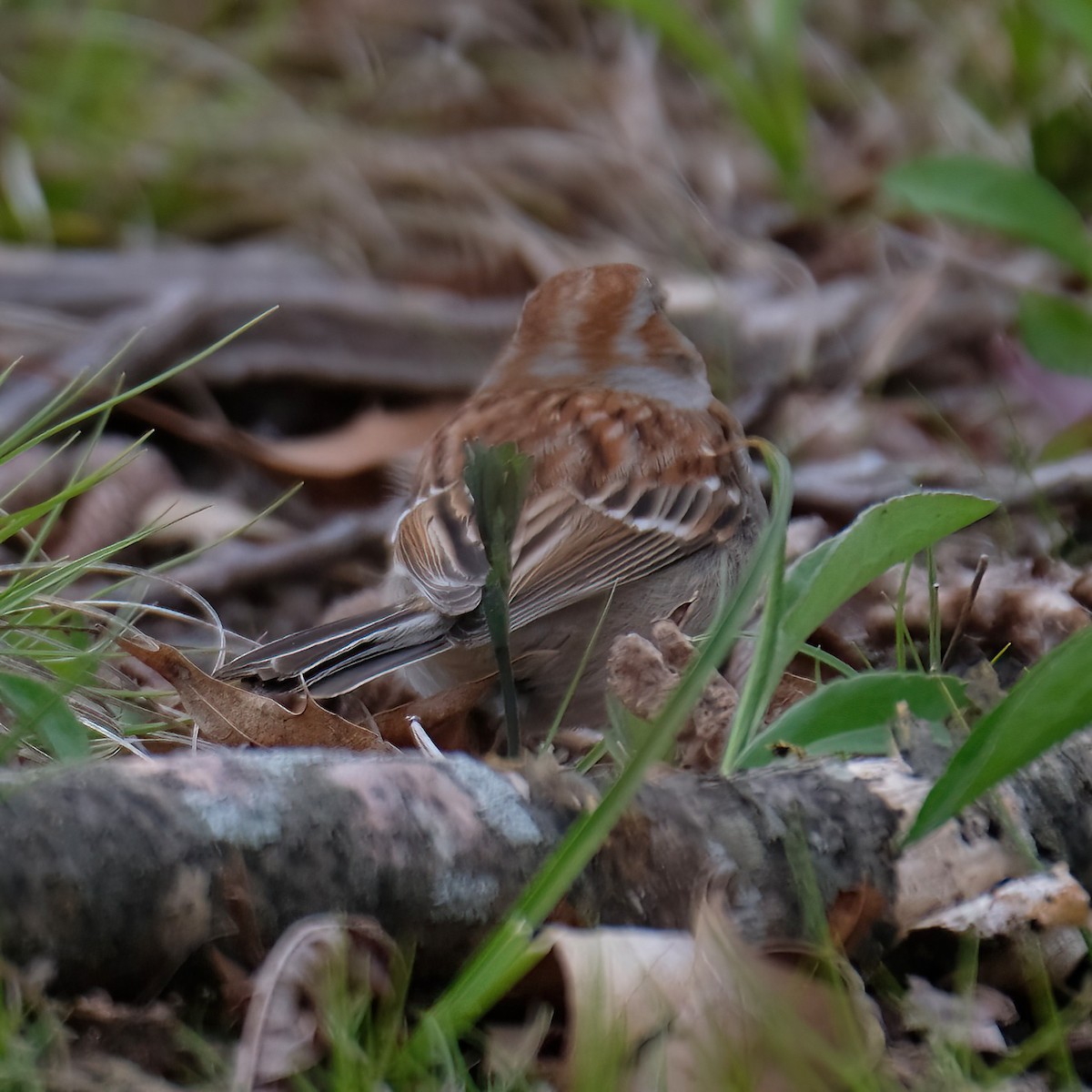 Field Sparrow - Cindy Gimbert