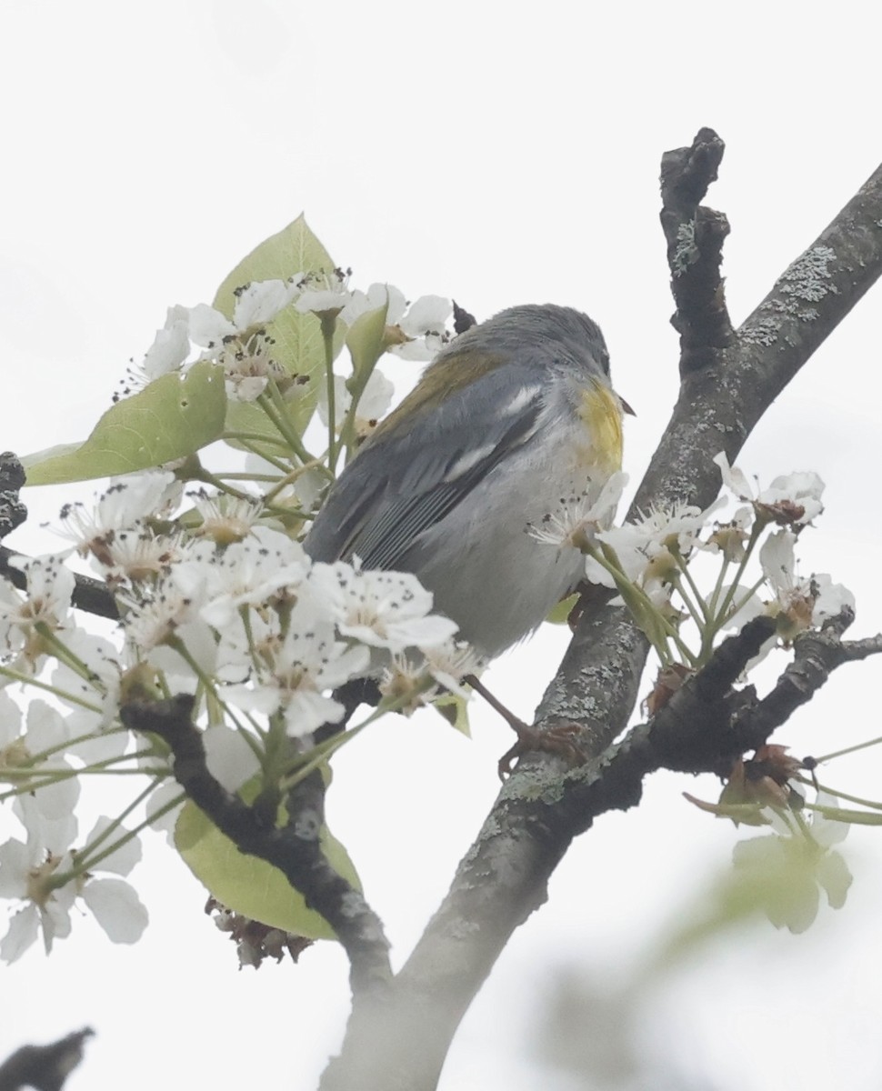 Northern Parula - Jon Wolfson