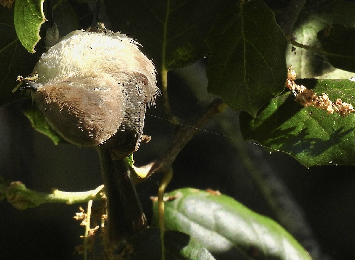 Bushtit - Nick & Jane