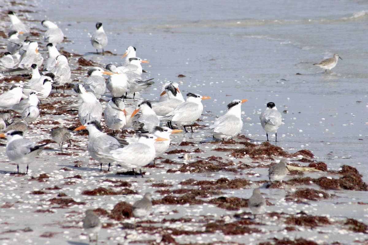 Royal Tern - ML618280220