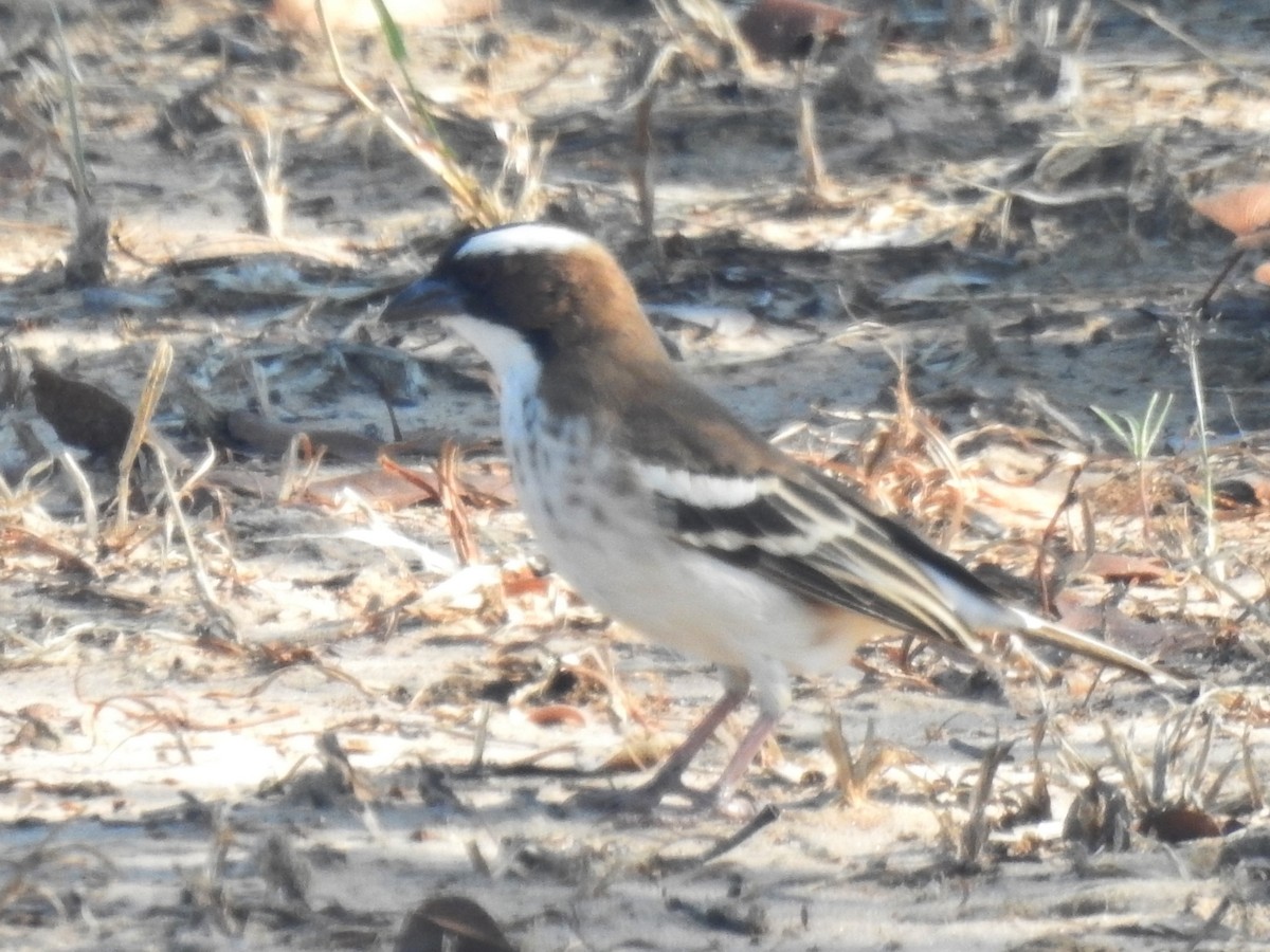 White-browed Sparrow-Weaver - ML618280223