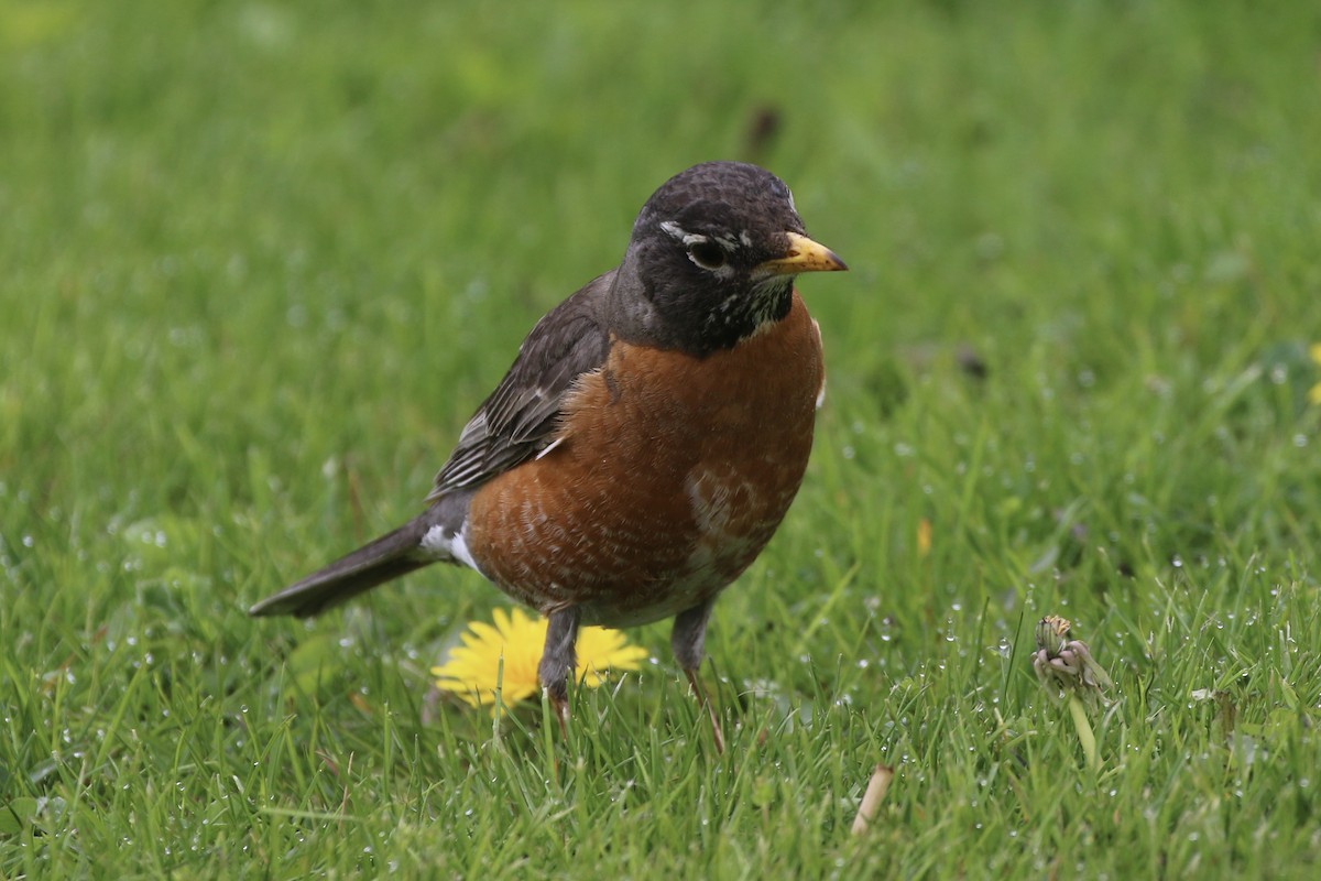 American Robin - Gord Watts