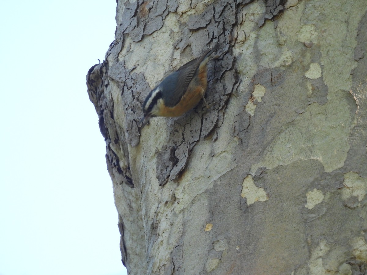 Red-breasted Nuthatch - ML618280230