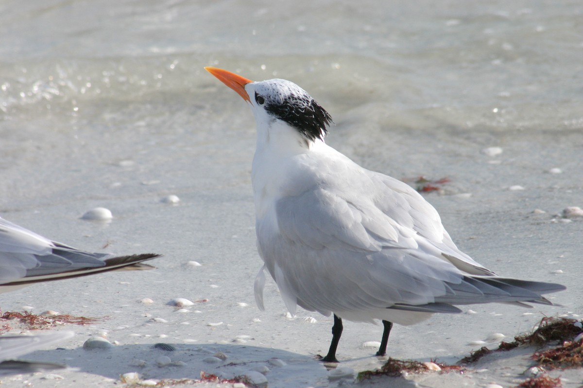 Royal Tern - ML618280256