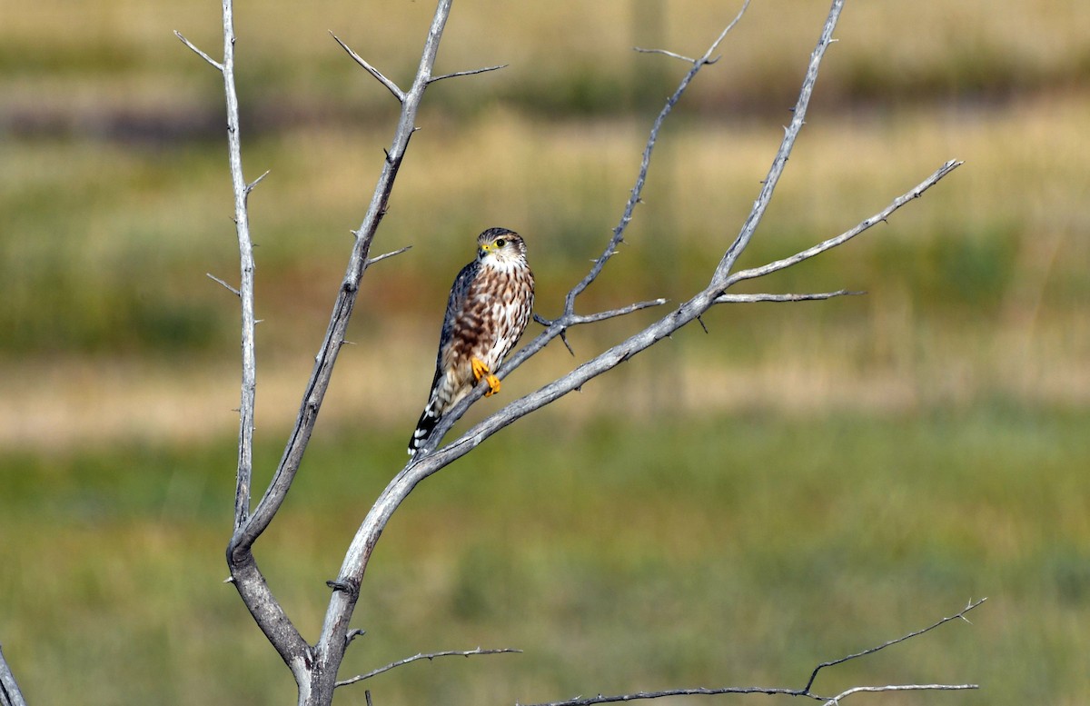 Merlin (Prairie) - Colin Maguire