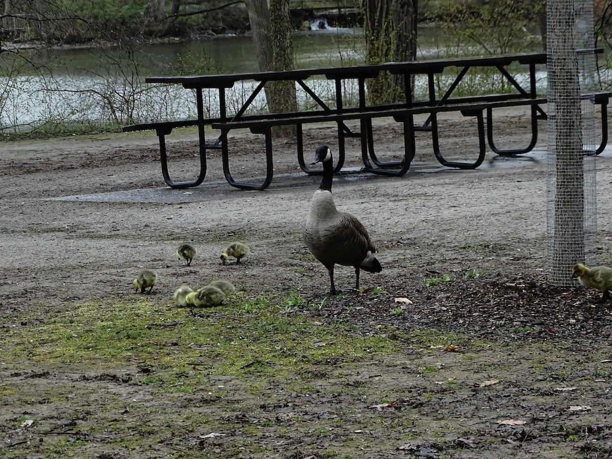 Canada Goose - Michael Carter