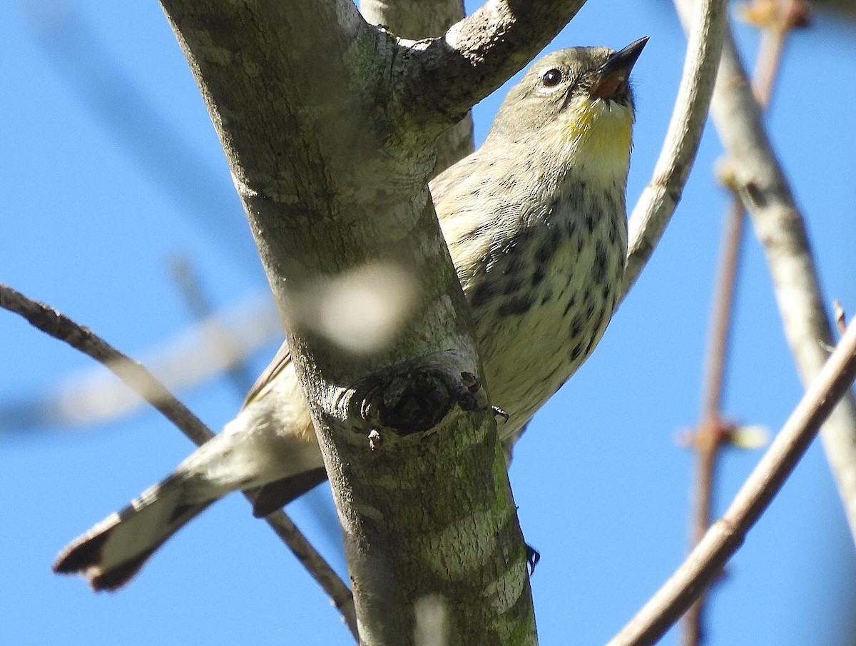 Yellow-rumped Warbler (Audubon's) - ML618280292