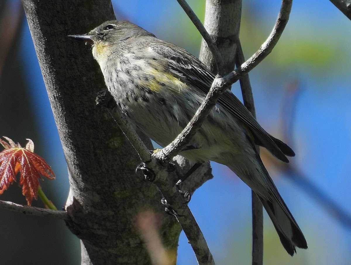 Yellow-rumped Warbler (Audubon's) - ML618280293