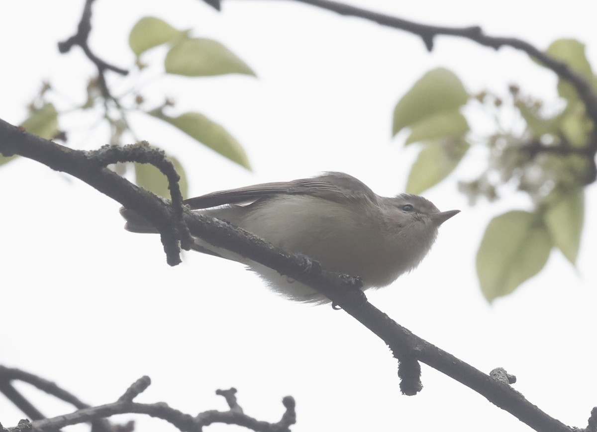 Warbling Vireo (Eastern) - Jon Wolfson