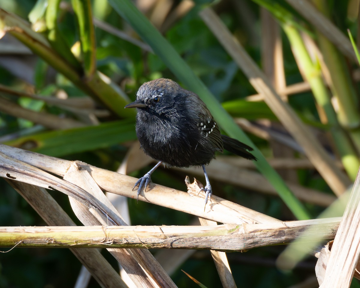 Marsh Antwren - ML618280309